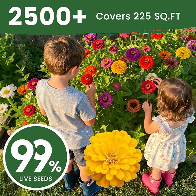 2500+ Zinnia Dahlia Seeds Flower Seeds for 2026 Planting, 0.7 Oz, 5 Varieties (Pink, Yellow, Orange, White, Purple), 20G Mixed Colors and Large Blooms, Open Pollinated - Bulk