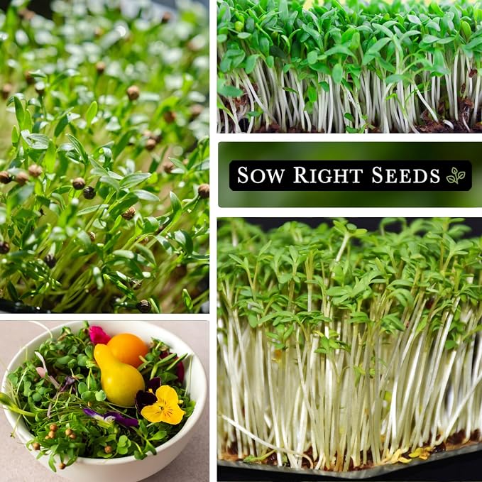 Sow Right Seeds - Cilantro Microgreen Seed for Growing - Instructions to Quickly Grow Your Own Delicious and Healthy Microgreens - Plant Indoors with no Special Equipment - Minimum of 15g per Packet