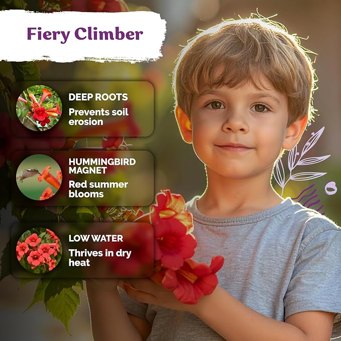 KVITER 100 Red Trumpet Vine Seeds for Planting (Campsis Radicans) – Trumpet Creeper & Heirloom Hummingbird Vine – Perennial Flower Seeds to Plant Outside – Fences, Trellises & Outdoor Garden