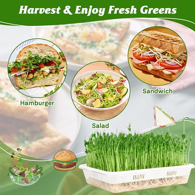 3 Pack Microgreens Growing Trays with Drain Holes, Acrylic Germination Trays with Silicone Mats and Spray Bottle, BPA Free Soil-Free Sprouting Kit for Indoor Outdoor Seed Sprouting, Wheatgrass & Beans