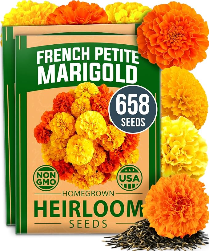 HOME GROWN Petite French Marigold Seeds 658 Flower Seeds for Planting Outdoor Easy to Grow Companion Plant & Quick Blooming Pollinator Heirloom Wildflower Seeds (Tagetes patula)