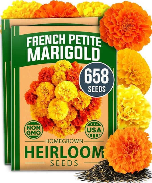 HOME GROWN Petite French Marigold Seeds 658 Flower Seeds for Planting Outdoor Easy to Grow Companion Plant & Quick Blooming Pollinator Heirloom Wildflower Seeds (Tagetes patula)