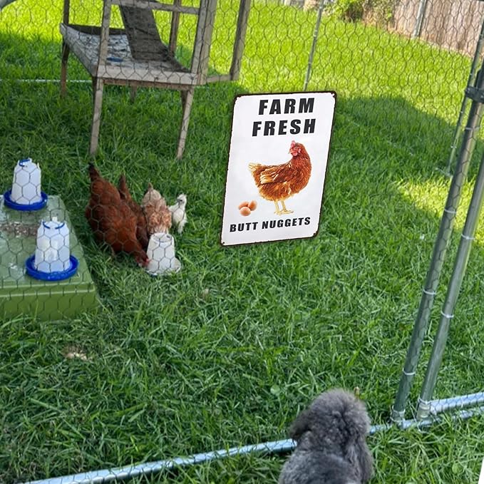 Farm Fresh Butt Nuggets Chicken Sign,Funny Chicken Coop Sign,Chicken Metal Signs,Chicken Tin Sign for Farm Chicken Coop Kicthen Garden Decor 8x12in