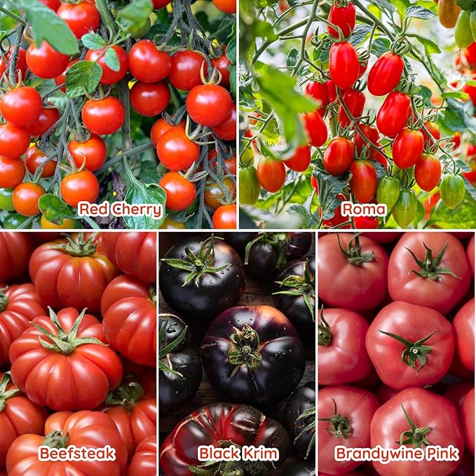 10 Heirloom Tomato Seed Varieties Packet - Open Pollinated Seeds for Planting Home Garden - Beefsteak, Roma, San Marzano, Cherokee Purple, Cherry Tomato & More