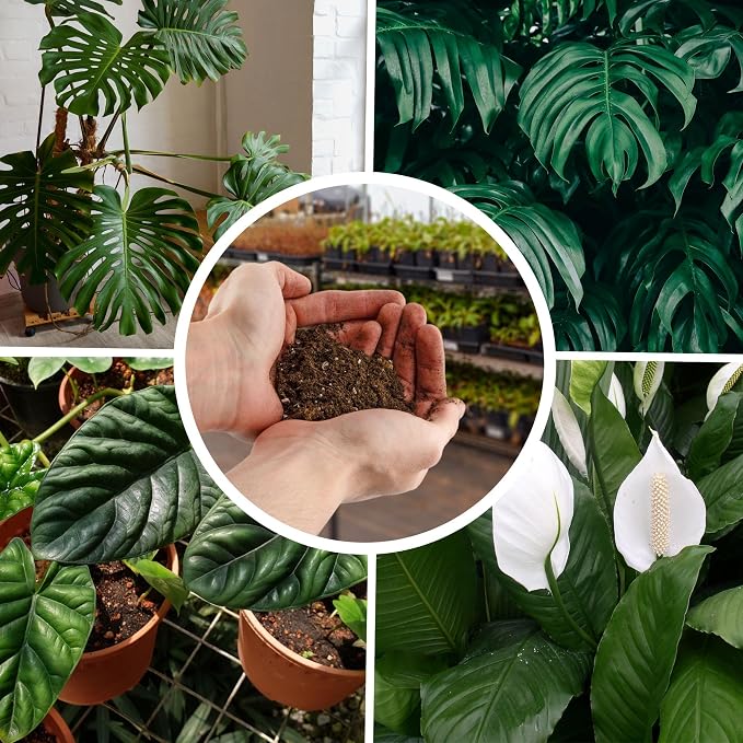 Rio Hamza Trading Tropical House Plant Potting Mix (2 Quarts); for All Types of Indoor House Plants