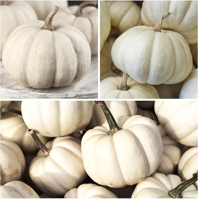Seed Needs Pumpkin Seeds for Planting a Collection of Mini Pumpkins - Non-GMO Heirloom & Untreated Pumpkin Seed to Plant an Outdoor Pumpkin Patch - Baby Boo & Jack Be Little