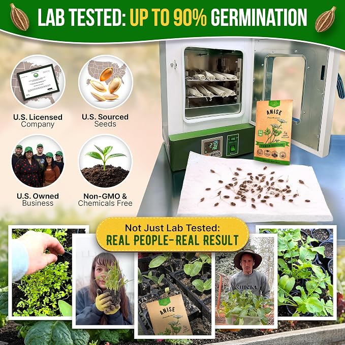 Organo Republic Anise Seeds Pack 5G - Over 1800 Non-GMO Heirloom Anise Seeds for Planting Herbs in Individual Seed Packet, Herbs Seeds for Planting Home Garden Indoor & Outdoor Gardening