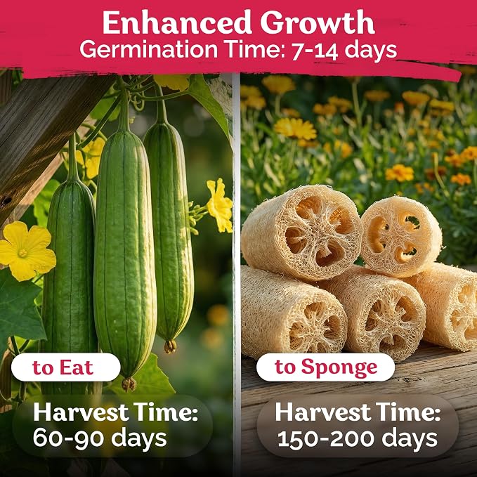 KVITER 40 Luffa Seeds (Luffa Aegyptiaca) – Loofa, Loofah Sponge Gourd Heirloom Seeds, Ideal Non GMO & Natural Sponge – Loofah Seed for Planting from USA to Grow in Your Home Vegetable Garden