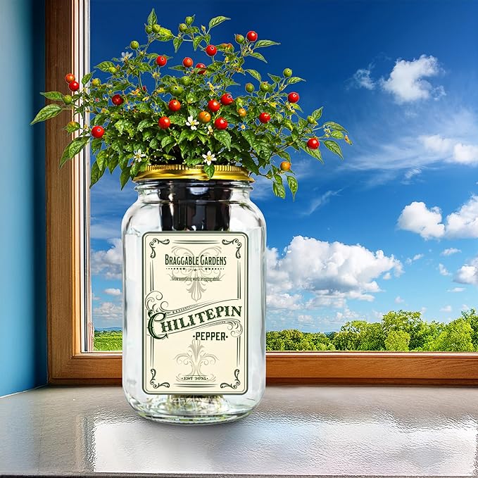 Chiltepin Pepper Indoor Garden Kit – Mason Jar Hydroponic Pepper Grow Kit – Windowsill Countertop Wild Chili Pepper Plant – Grow Peppers Indoors