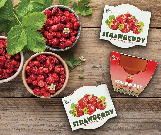 Buzzy Seeds Alpine Strawberry Grow Kit 12-Pack - Mini Terracotta Pot Grow Set - Complete Indoor/Outdoor Gardening Kit with Seeds, Coconut Husk Growing Medium & Genuine Pots - 100% Grow Guarantee