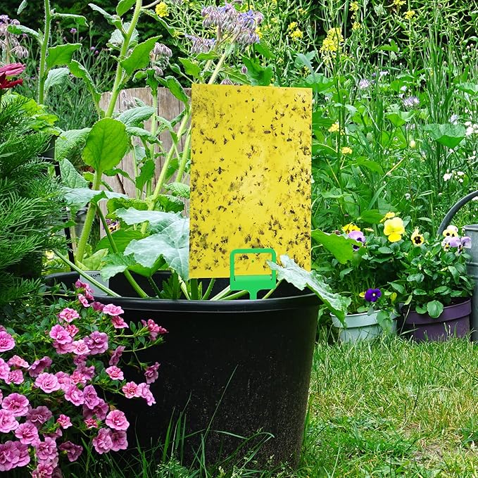 BLACK+DECKER Fruit Fly Trap- Gnat Trap- Indoor Fly Trap & Fly Traps Outdoor- Gnat Traps for House- Dual- Sided Yellow Mosquito Trap, 20 Pack Sticky Traps