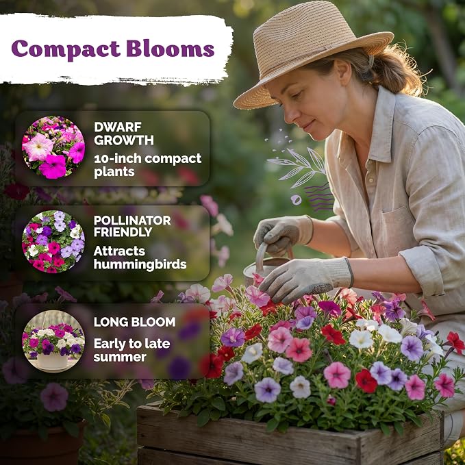 KVITER 2,000 Mix Dwarf Petunia Seeds for Planting Flowers (Nana Compacta) — Mini Petunia Flower Seeds, Annual, Non GMO — Beds, Hanging Baskets, Containers, Outdoor & Indoor Garden