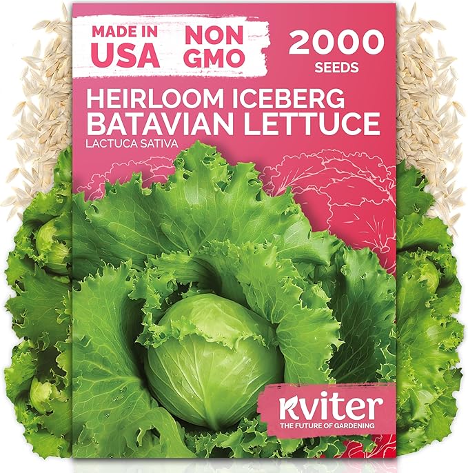KVITER 2000 Iceberg Batavian Lettuce Seeds (Lactuca Sativa) - Iceberg Lettuce, Crisp Head, Sweet Crunch, Heirloom Seed Packets - Vegetable Seeds for Outdoors, Raised Beds, Home Garden