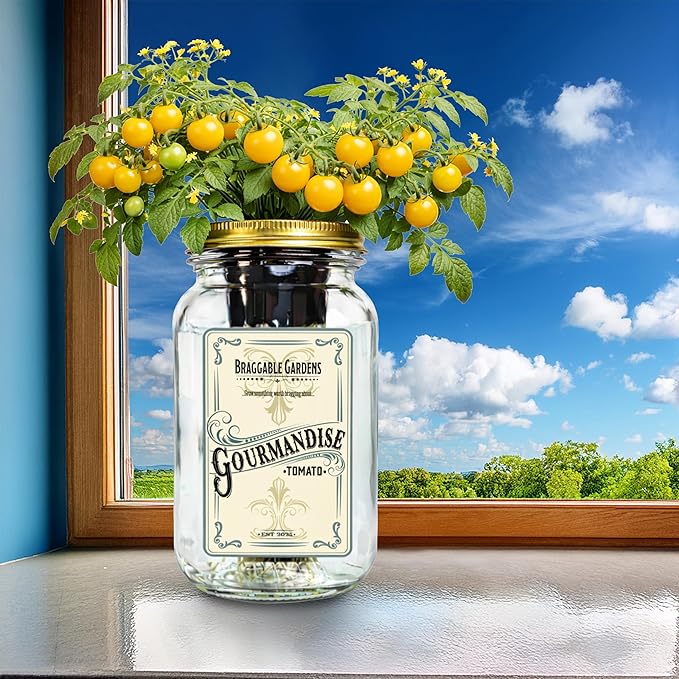 Gourmandise Yellow Cherry Tomato Indoor Garden Kit – Mason Jar Hydroponic Tomato Grow Kit – Windowsill Countertop Tomato Planter – Grow Tomatoes Indoors