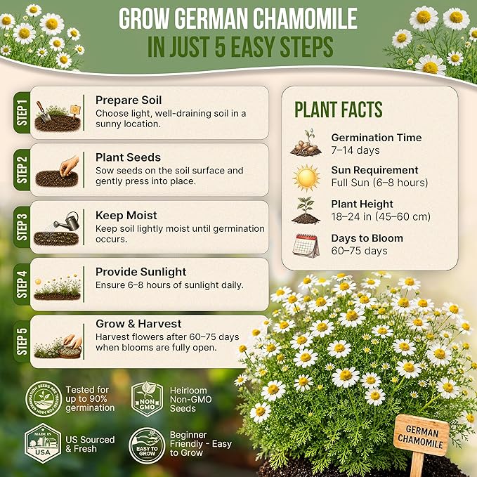 Organo Republic German Chamomile Seeds Pack 0.5 G - Over 5,900 Non-GMO Heirloom Chamomile Seeds for Planting Herbs in Individual Seed Packet, Herbs Seeds for Planting Home Indoor & Outdoor Gardening