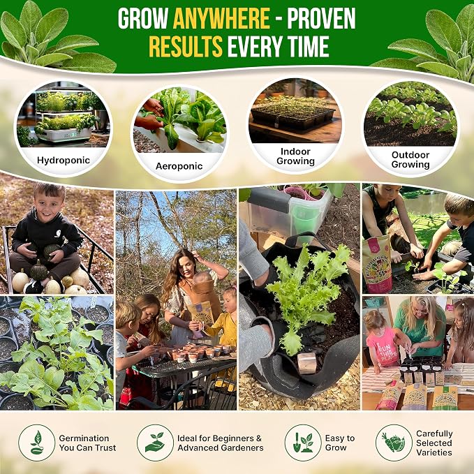 Sage Seeds Pack 1.5 G - Over 250 Non-GMO Heirloom Sage Seeds for Planting Herbs in Individual Seed Packet, Herbs Seeds for Planting Home Garden Indoor & Outdoor Gardening