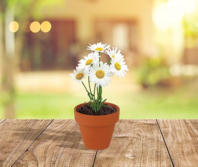 BUZZY Seeds Daisy Grow Kit, Bulk 20-Pack - Mini Terracotta Pot Grow Set - Complete Indoor/Outdoor Gardening Kit with Seeds, Coconut Husk Growing Medium & Genuine Pots - 100% Grow Guarantee