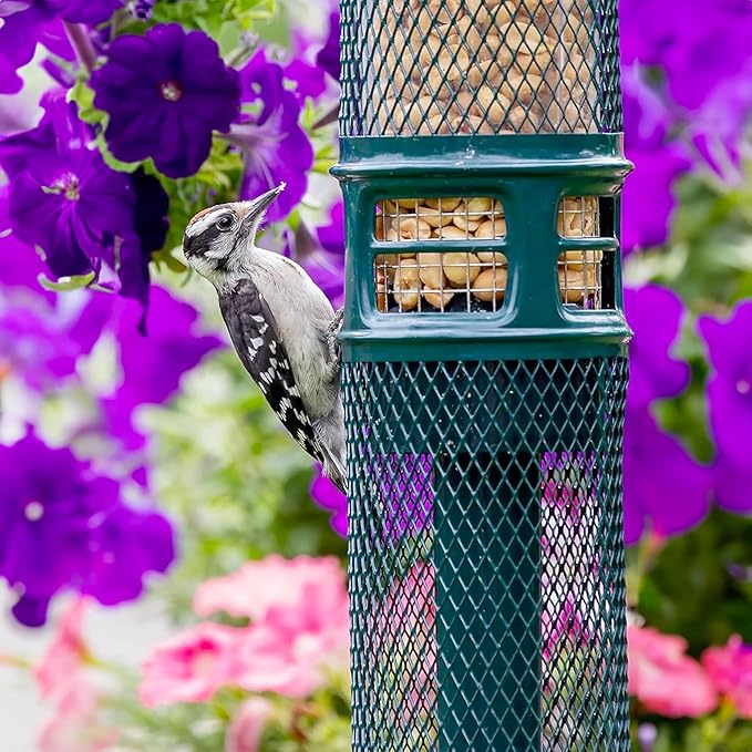 Squirrel Buster Nut Feeder Squirrel-Proof Bird Feeder for Shelled Peanuts & Dried Fruit, Weight-Adjustable, Woodpecker Friendly, 1.3lb Capacity with 2 Interchangeable Meshes