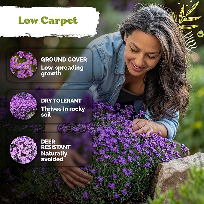 KVITER 1,000 Purple Rock Cress Seeds Perennial (Aubrieta deltoidea) - Aubrieta Seed, Lilacbush, Non-GMO & Ground Cover Seed - Ideal Flower Seeds for Planting in Beds, Rock Garden & Walls