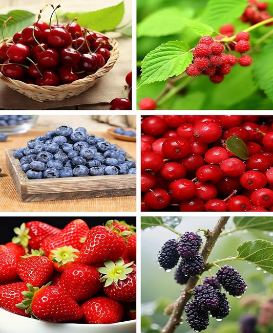 1500+ Fruit Tree Seeds Mixed for Planting, 6 Varieties, 400 Strawberry 200 Blueberry 300 Raspberry 300 Mulberry 200 Cranberry 20 Cherry, Non-GMO Heirloom Seed for Garden Outdoor