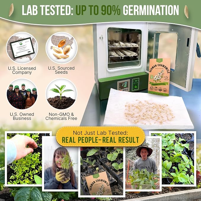 Organo Republic German Chamomile Seeds Pack 0.5 G - Over 5,900 Non-GMO Heirloom Chamomile Seeds for Planting Herbs in Individual Seed Packet, Herbs Seeds for Planting Home Indoor & Outdoor Gardening