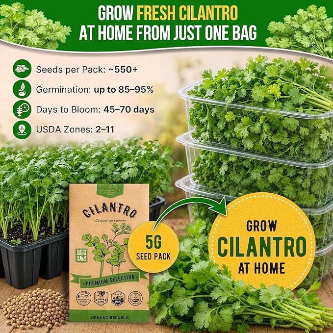 Cilantro Seeds Pack 5 G - Over 550 Non-GMO Heirloom Cilantro Seeds for Planting Herbs in Individual Seed Packet, Herb Seeds for Planting Home Garden Indoor & Outdoor Gardening