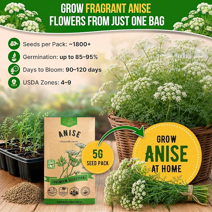 Organo Republic Anise Seeds Pack 5G - Over 1800 Non-GMO Heirloom Anise Seeds for Planting Herbs in Individual Seed Packet, Herbs Seeds for Planting Home Garden Indoor & Outdoor Gardening