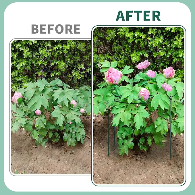 8 Sets Peony Support Cage,Heavy Duty Metal Plant Support Rings with 3.5mm Thickened Legs,10"Dia.x16"High Grow Through Hoops for Peonies and Tall Plants,Rust-Resistant Strong Support for Heavy Blossoms