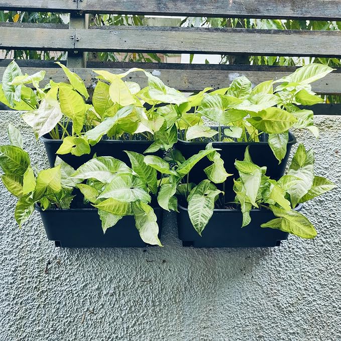 Maxona Vertical Wall Planter for Indoor Plant-Walls Mounted Pot with 2 Drainage Tray 8 Pack, 13 inch Black Color for Indoors and Outdoor Decor, Plastic Pots Balcony Planters, Plants Hanging