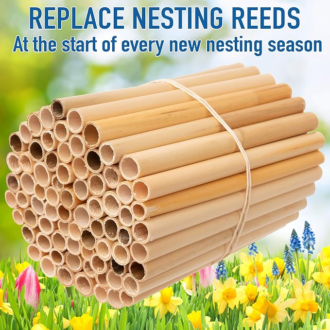 Rivajam 125 Phragmite Reed Mason Bee Tubes | Refill for Bee House, Hotel Nest Box, Solitary Hive & Pollinator Box | Garden Starter Kit & Supplies