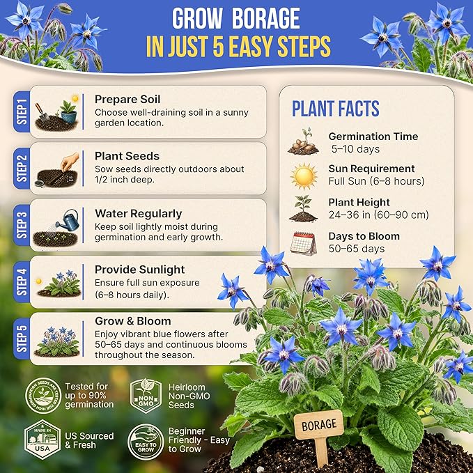 Borage Seeds Pack 1.50 G - Over 75 Non-GMO Heirloom Borage Seeds for Planting Herbs in Individual Seed Packet, Herbs Seeds for Planting Home Garden Indoor & Outdoor Gardening