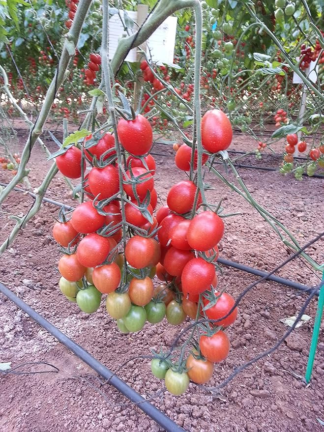 Seeds Vine Red Tomato Indeterminate Non GMO Vegetable for Planting