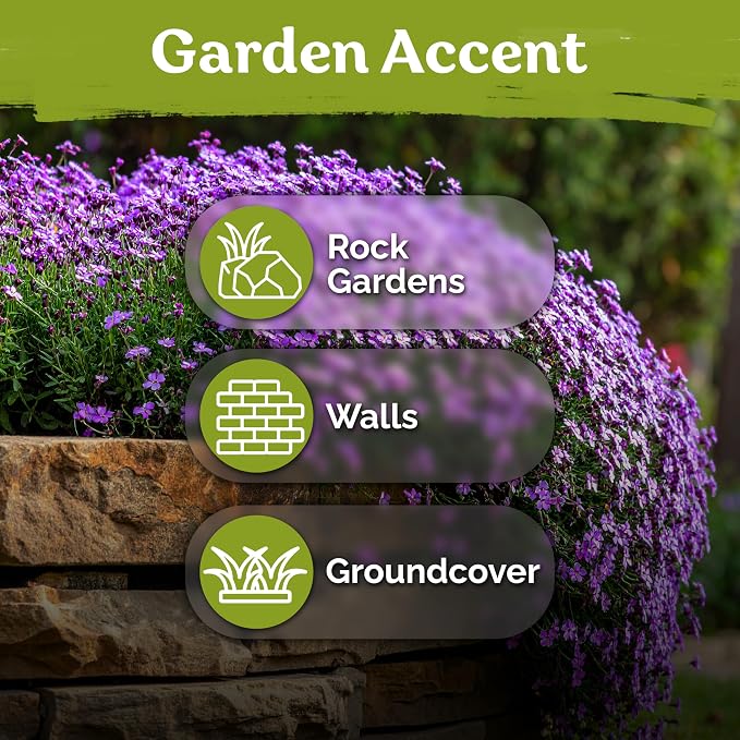 KVITER 1,000 Purple Rock Cress Seeds Perennial (Aubrieta deltoidea) - Aubrieta Seed, Lilacbush, Non-GMO & Ground Cover Seed - Ideal Flower Seeds for Planting in Beds, Rock Garden & Walls