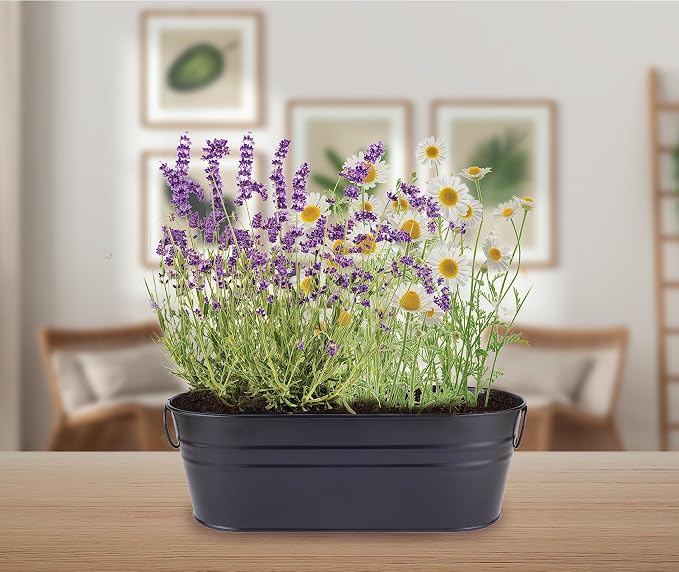 Buzzy Seeds Chamomile & Lavender Wellness Grow Kit - Metal Windowsill Planter - Complete Indoor/Outdoor Gardening Kit with Seeds, Coconut Husk Growing Medium & Genuine Pots - 100% Grow Guarantee