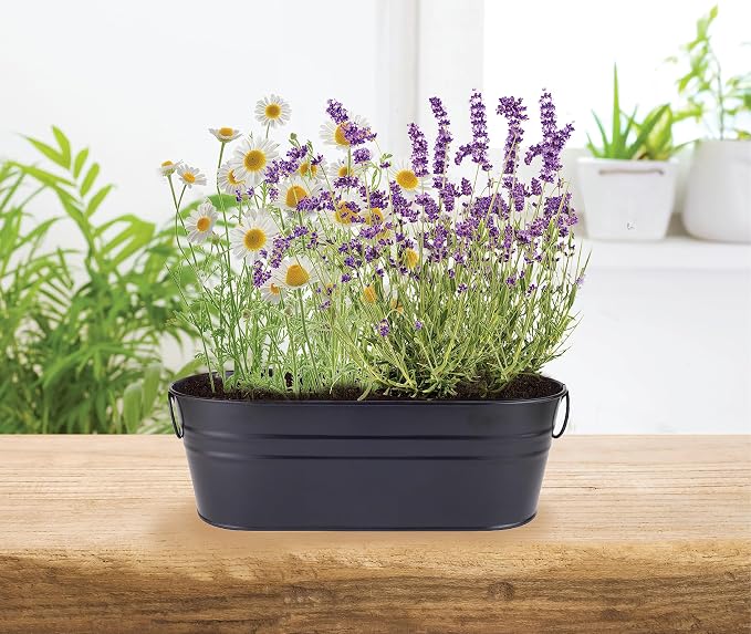 Buzzy Seeds Chamomile & Lavender Wellness Grow Kit - Metal Windowsill Planter - Complete Indoor/Outdoor Gardening Kit with Seeds, Coconut Husk Growing Medium & Genuine Pots - 100% Grow Guarantee