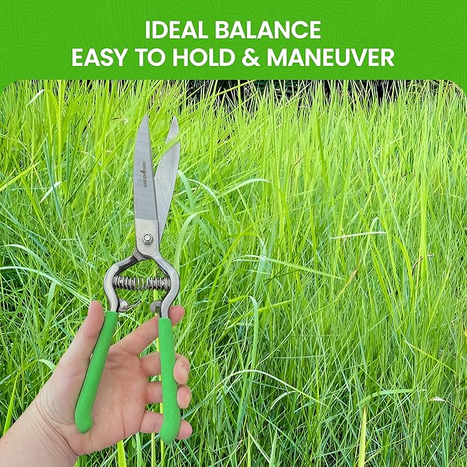GARDEN GURU Hand Grass Clipper Scissors – Classic Forged Steel Grass Shears Pruners – Comfort Grip Handles – Perfect for Hand Edging Lawn, Trimming Shrubs & Flowers, Gardening, Landscaping (2 Pack)