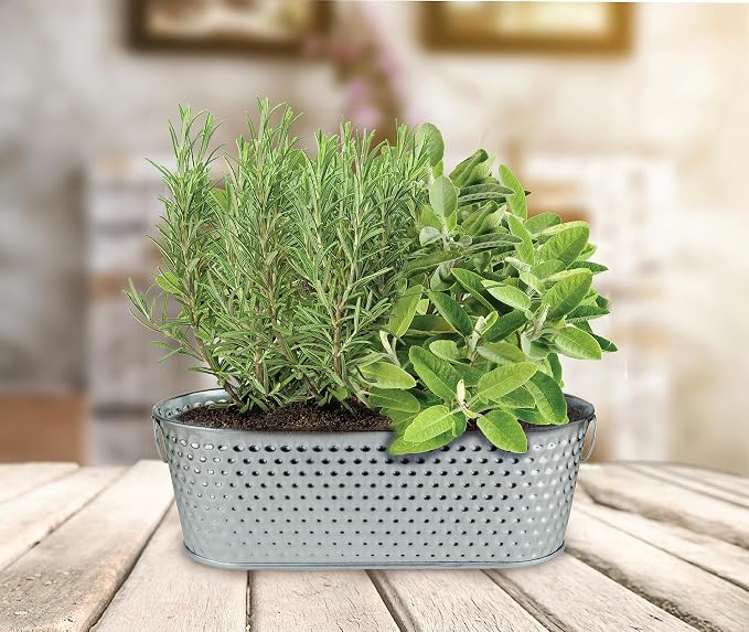 Buzzy Seeds Rosemary & Sage Herb Grow Kit - Metal Windowsill Planter - Complete Indoor/Outdoor Gardening Kit with Seeds, Coconut Husk Growing Medium & Genuine Pots - 100% Grow Guarantee
