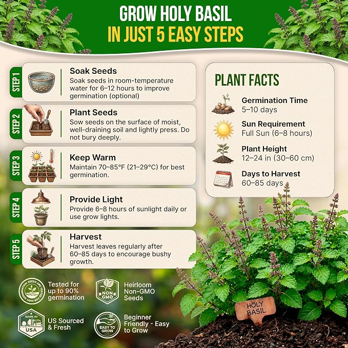 Organo Republic Holy Basil Seeds Pack 0.5 G - Over 1,400 Non-GMO Heirloom Basil Seeds for Planting Herbs in Individual Seed Packet, Herbs Seeds for Planting Home Garden Indoor & Outdoor Gardening