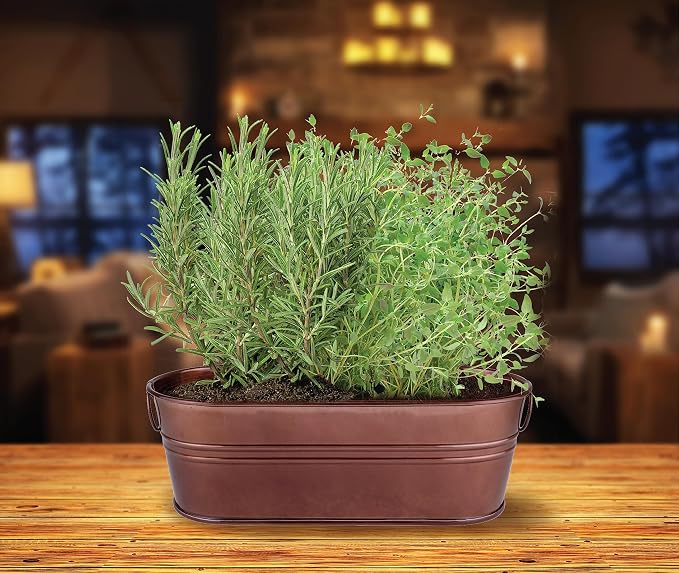 Buzzy Seeds Rosemary & Thyme Herb Grow Kit - Metal Windowsill Planter - Complete Indoor Gardening Kit with Seeds, Coconut Husk Growing Medium & Genuine Pots - 100% Grow Guarantee