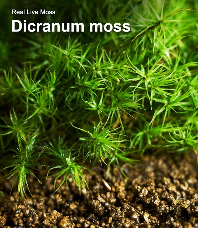 Live Moss 4-Pack (Each 3.5"x7") – Real Mixed Moss for Terrariums, Reptile Habitats, Fairy Gardens & Potted Plants – 4 Random Varieties, Easy to Revive, Natural Green Decor
