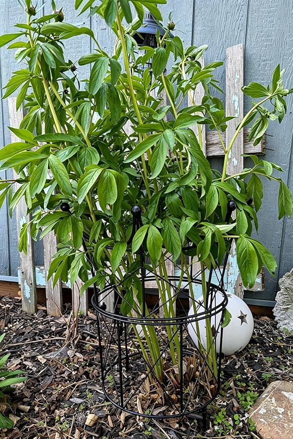 Large Obelisk Trellis for Plant Supports 18.5in x 22.9in - Durable Metal Garden Support Cage for Peonies, Ideal for Indoor & Outdoor Use, Elegant Design, Easy to Install