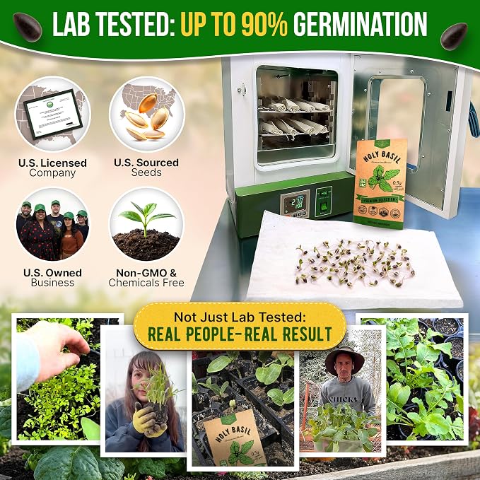 Organo Republic Holy Basil Seeds Pack 0.5 G - Over 1,400 Non-GMO Heirloom Basil Seeds for Planting Herbs in Individual Seed Packet, Herbs Seeds for Planting Home Garden Indoor & Outdoor Gardening
