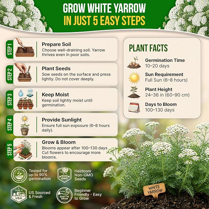 White Yarrow Seeds Pack 0.25 G - Over 2000 Non-GMO Heirloom Yarrow Seeds for Planting Herbs in Individual Seed Packet, Herbs Seeds for Planting Home Garden Indoor & Outdoor Gardening