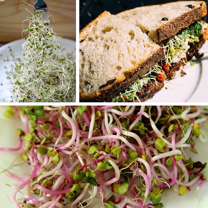 Organic Broccoli Sprout Growing Kit – Includes 316 Stainless Steel Lid, Stand, and Non-GMO Seeds – by Handy Pantry & Trellis + Co
