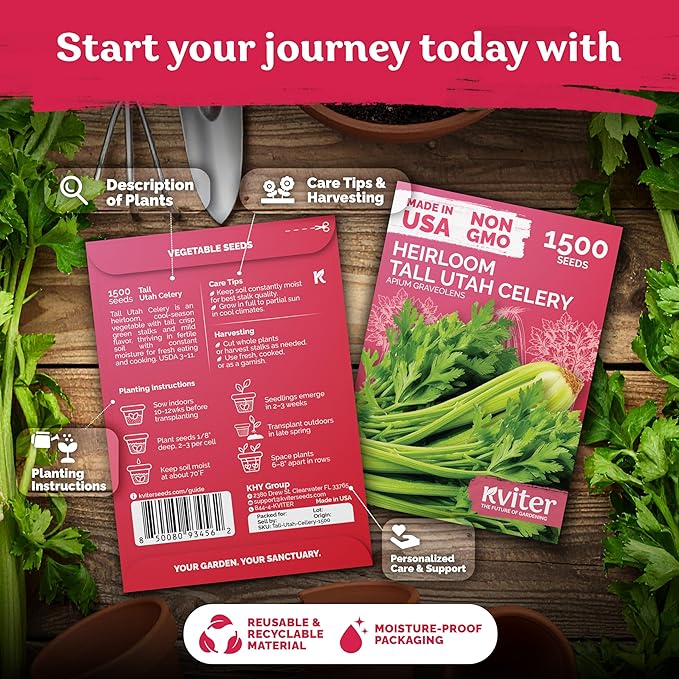 KVITER 1500 Tall Utah Celery Seeds (Apium Graveolens) - Celery with Tall Crisp Stalks, Unique Mild Flavor, Non GMO, Heirloom Seed Packets - Vegetable Seeds for Outdoors, Home Garden, Raised Beds