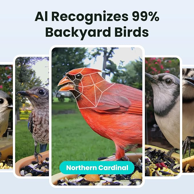 Birdfy Smart Bird Feeder with Camera for Rookie, Camera Bird Feeder Dual Night Vision, AI Recognition IP66 Waterproof for BirdLovers