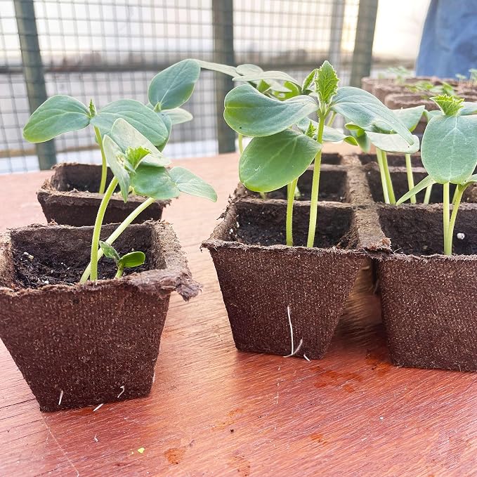 Jiffy Seed Starting Strips - Biodegradable, Plant Starter Pots, 10 Cell, 50 Strips - Peat