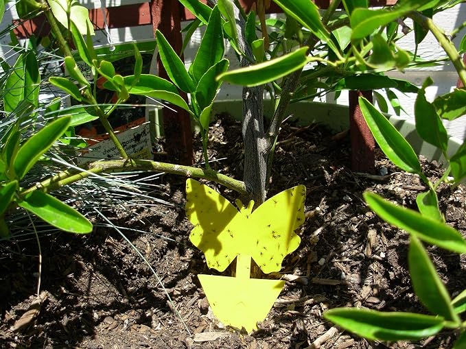 Yellow Dual Sticky Fly Traps 10-Pack for Gnat Whiteflies Fungus Gnats Flying Insects - Houseplant Disposable Glue Trappers Save a Garden Butterfly Shape