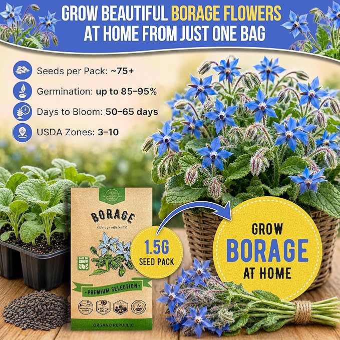 Borage Seeds Pack 1.50 G - Over 75 Non-GMO Heirloom Borage Seeds for Planting Herbs in Individual Seed Packet, Herbs Seeds for Planting Home Garden Indoor & Outdoor Gardening