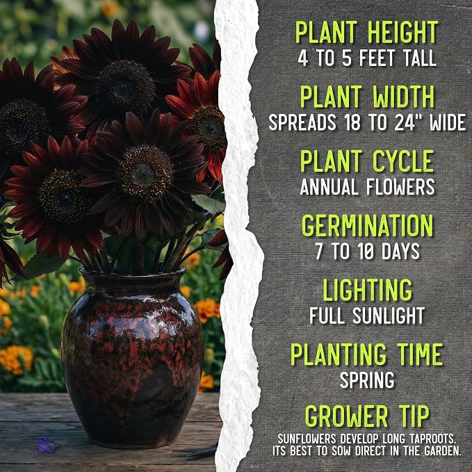 Seed Needs Sunflower Seeds for Planting Chocolate/Italian White Sunflowers - Heirloom & Open Pollinated Helianthus Seed Collection to Plant a Butterfly Garden (2 Packs)
